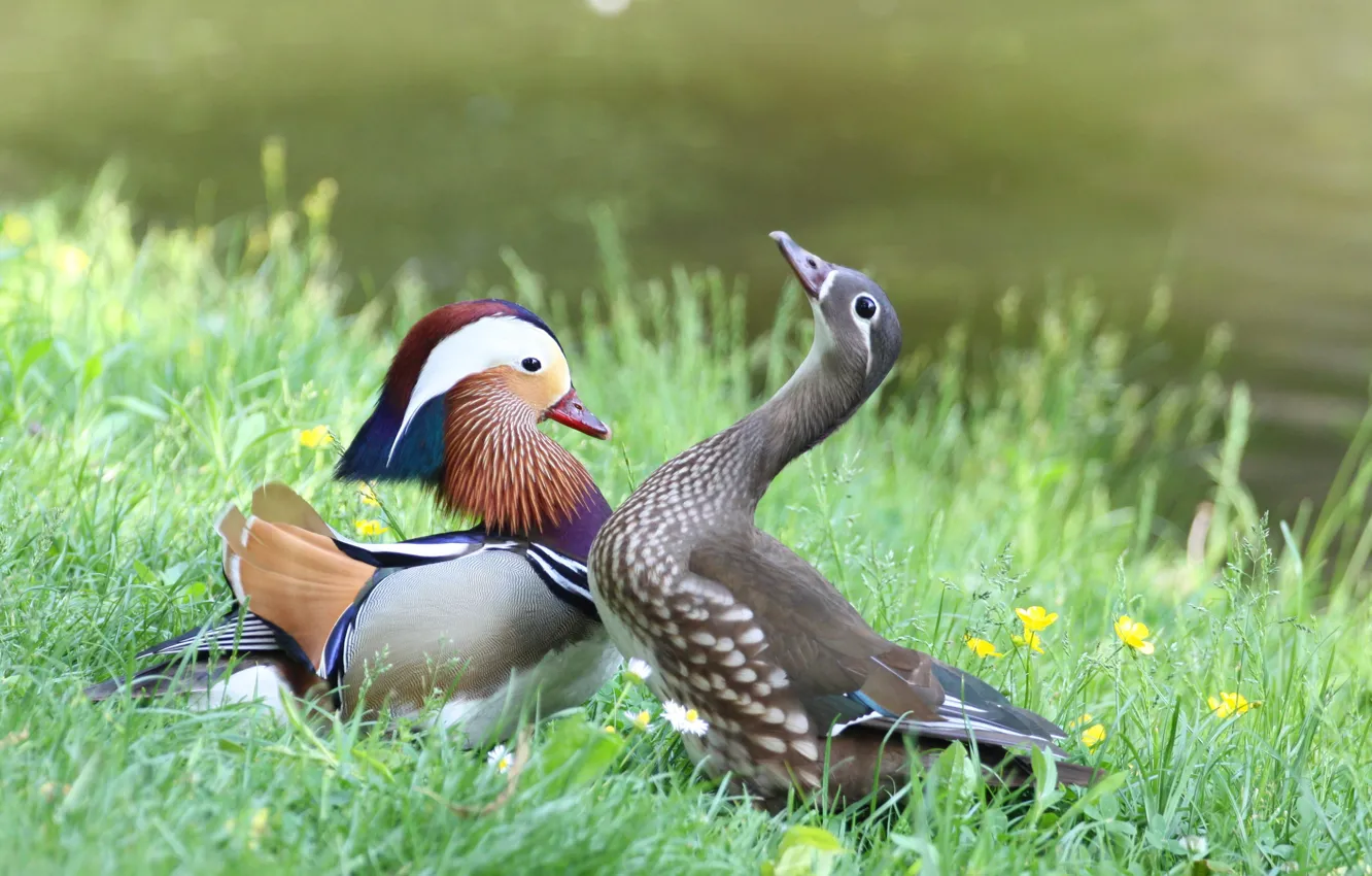 Photo wallpaper grass, duck, female, male, tangerine