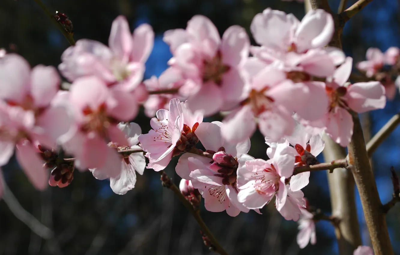 Photo wallpaper cherry, blooms, inflorescence