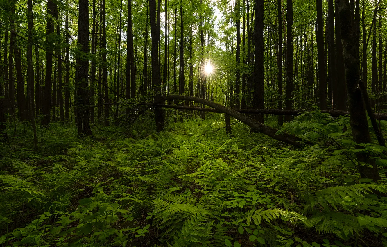 Photo wallpaper forest, trees, thicket, fern, sunlight, Vitaly Streltsov