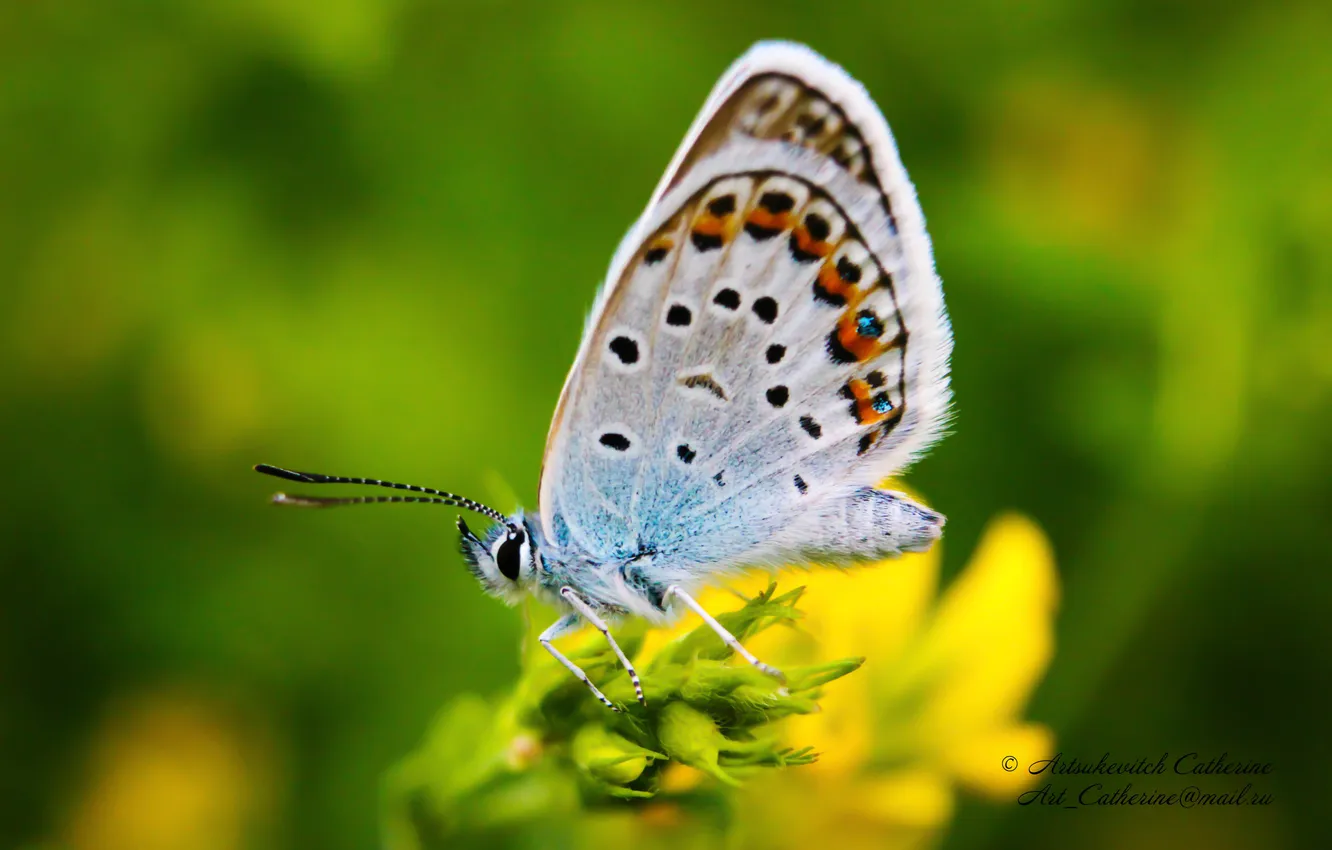 Photo wallpaper animals, nature, Butterfly, Insects, Marco, Blue