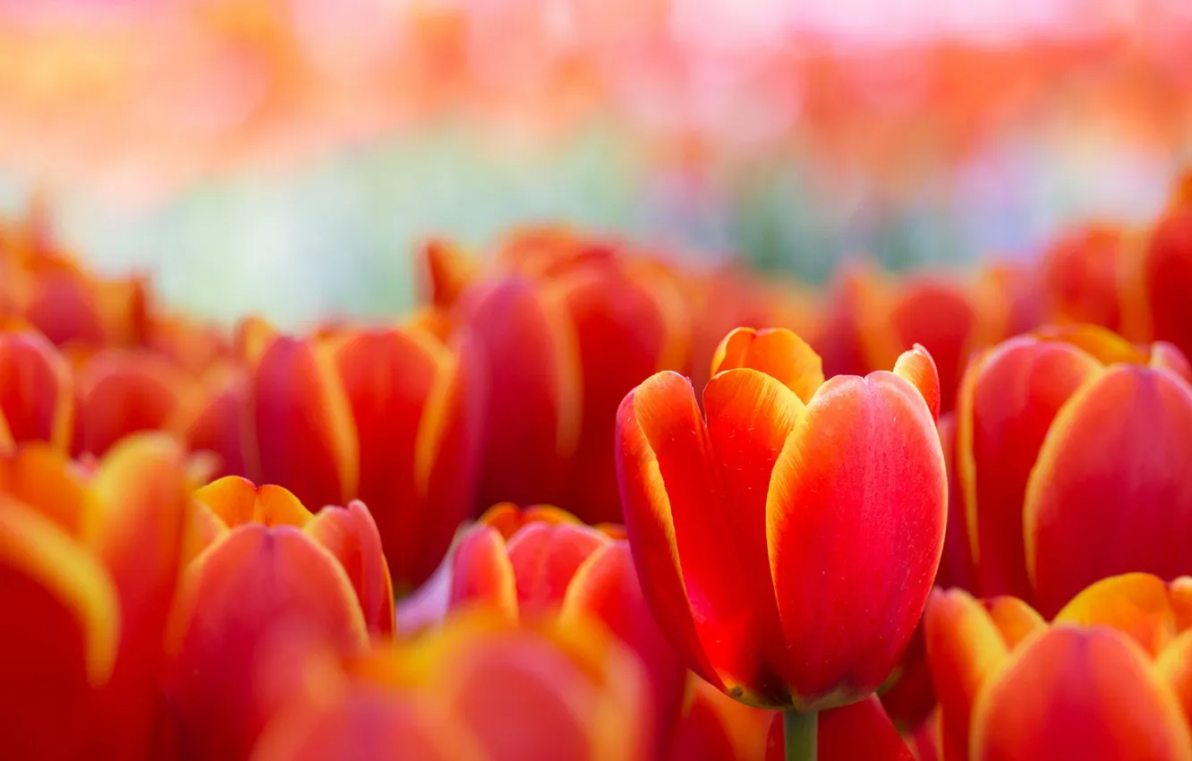 Photo wallpaper macro, flowers, spring, tulips