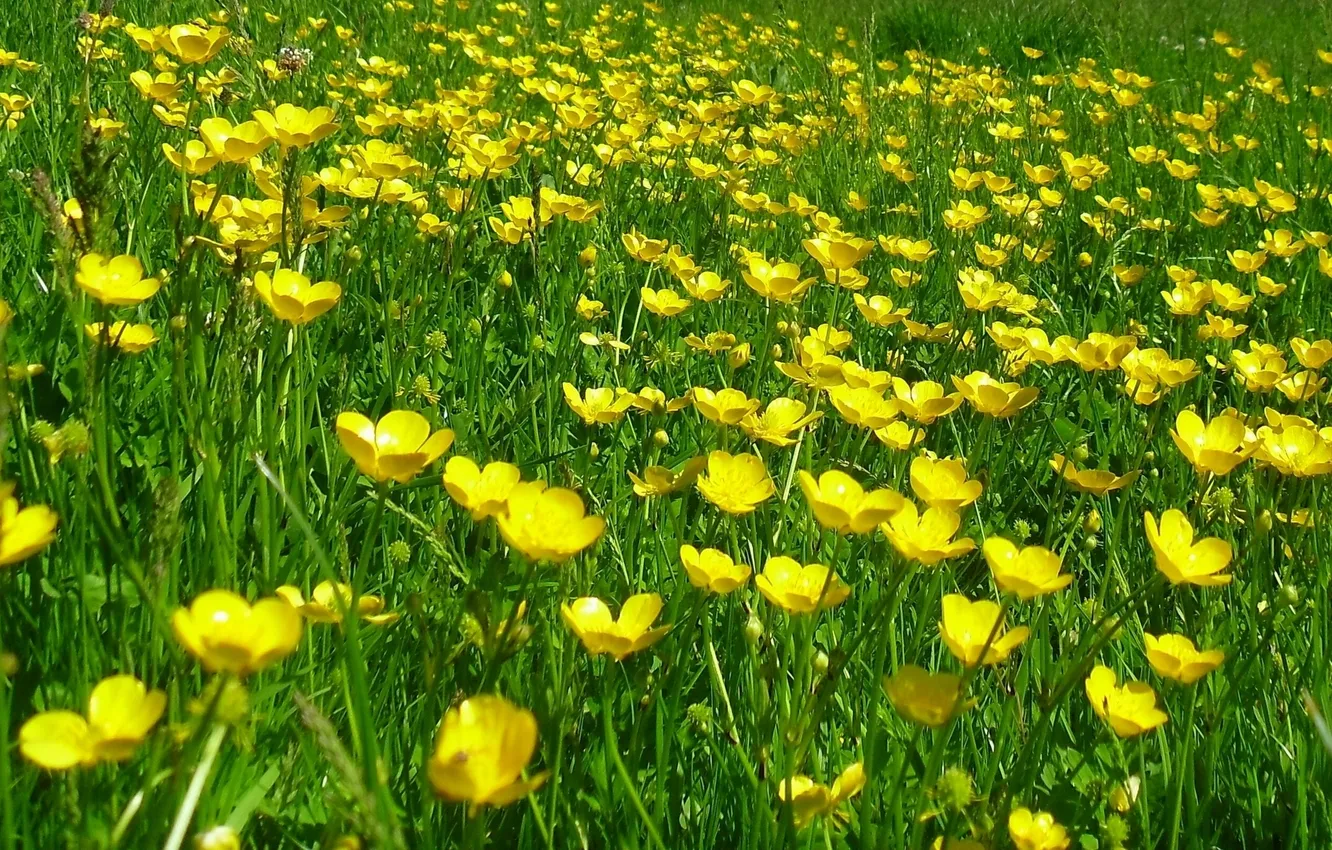 Photo wallpaper meadow, buttercups, night blindness