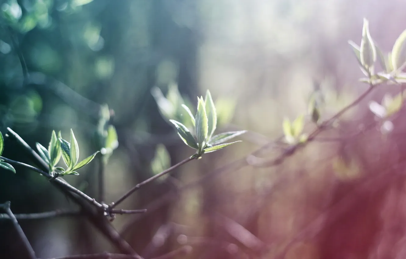 Photo wallpaper macro, branches, nature