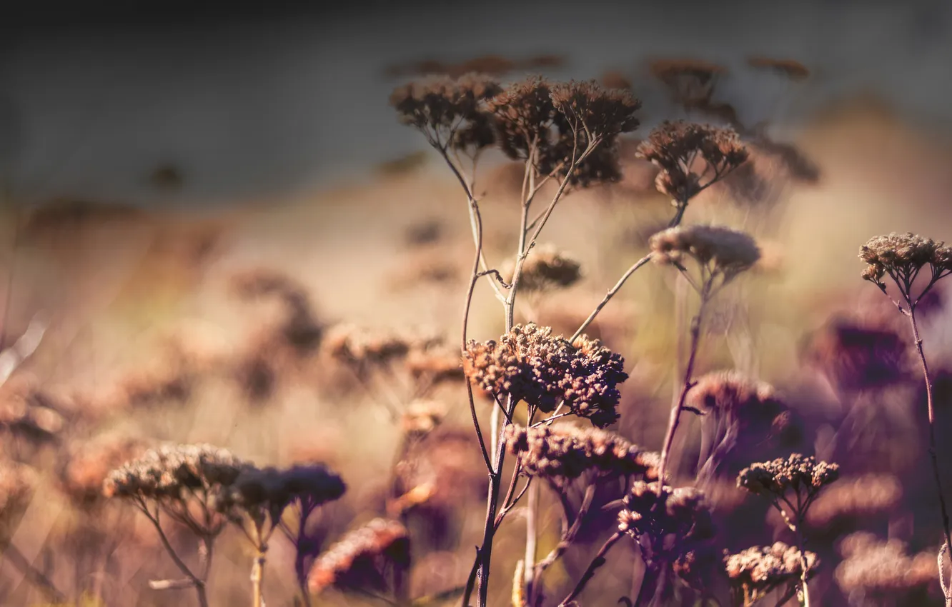 Photo wallpaper leaves, macro, plant, bokeh
