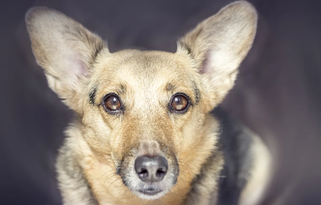 Photo wallpaper look, each, dog