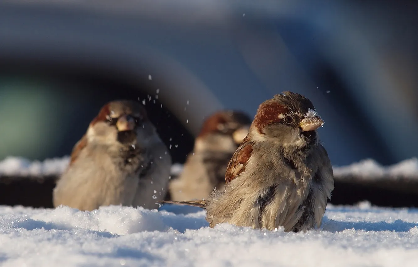 Photo wallpaper winter, snow, birds, Sparrow, sparrows