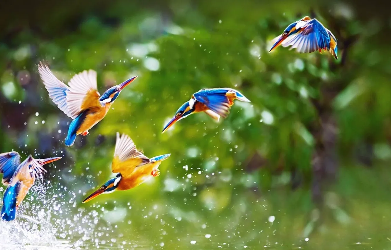 Photo wallpaper flying, animal themes, animal wildlife, Beautiful birds, group of animals