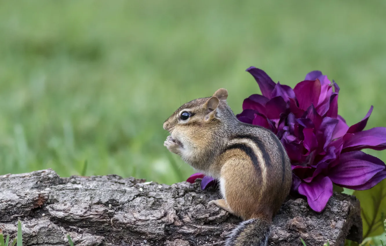 Photo wallpaper flower, look, lilac, glade, Chipmunk, log, face, green background
