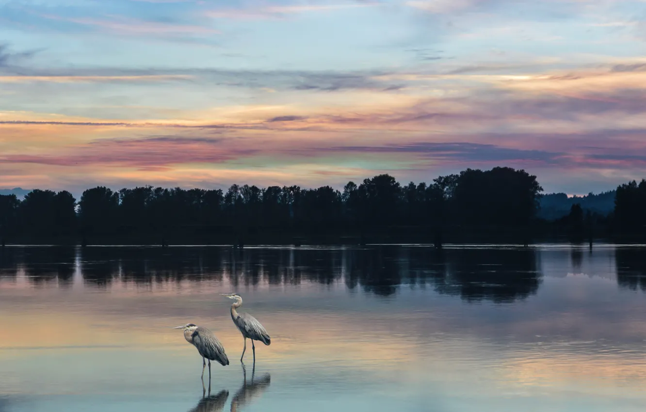 Photo wallpaper river, trees, by dashakern, nature, the sky, bird