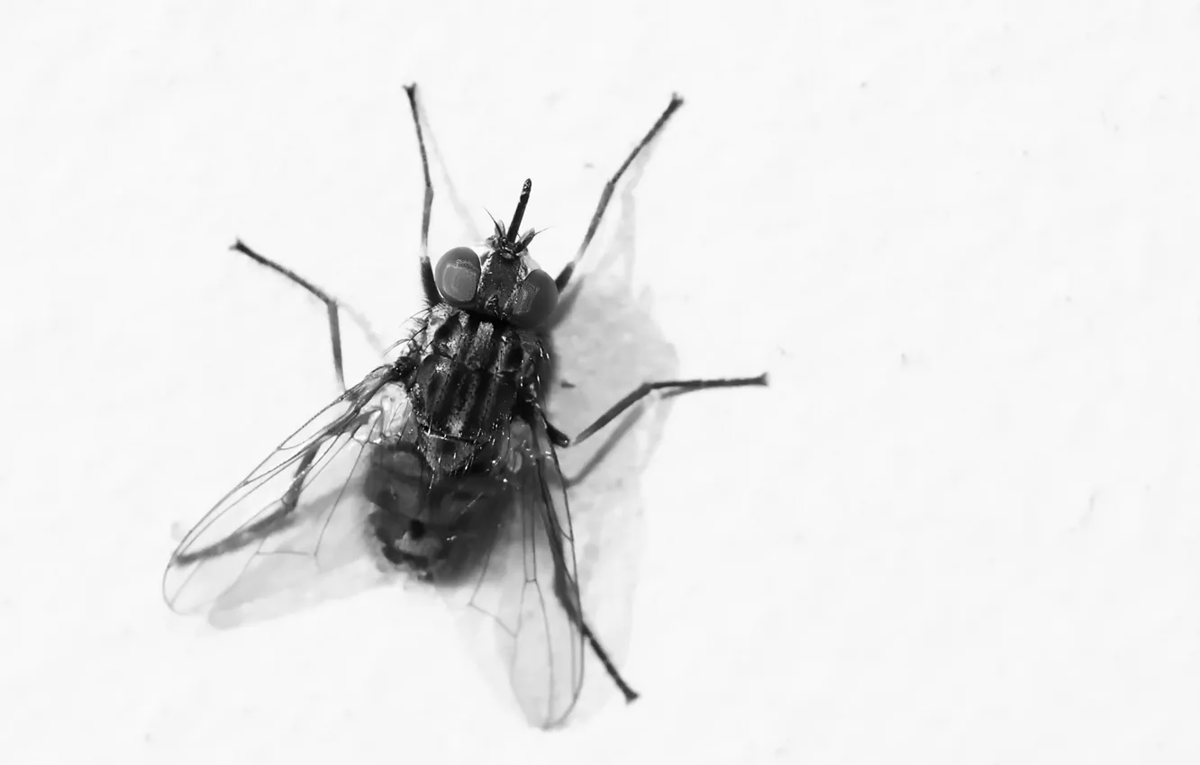 Photo wallpaper fly, background, Bzzzzz