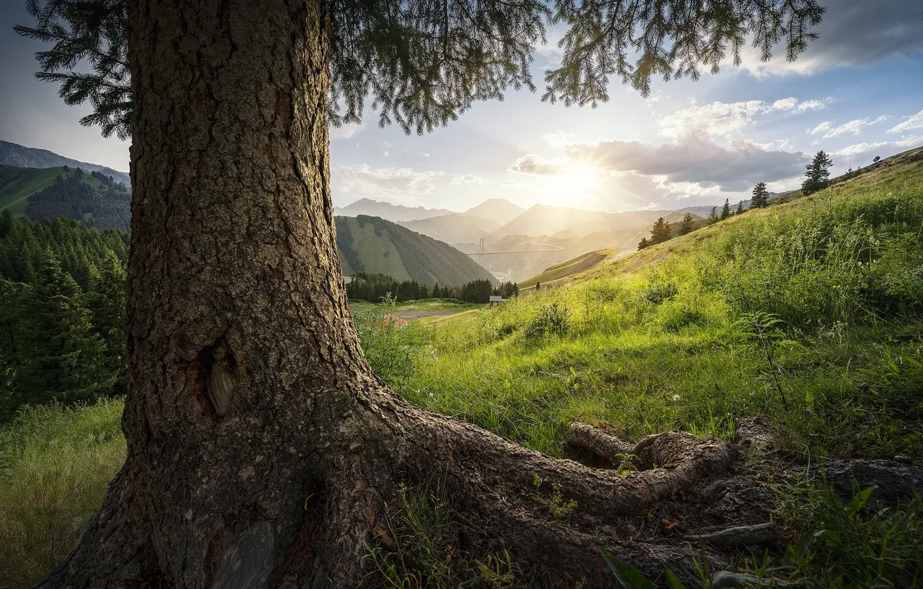 Photo wallpaper grass, trees, hills