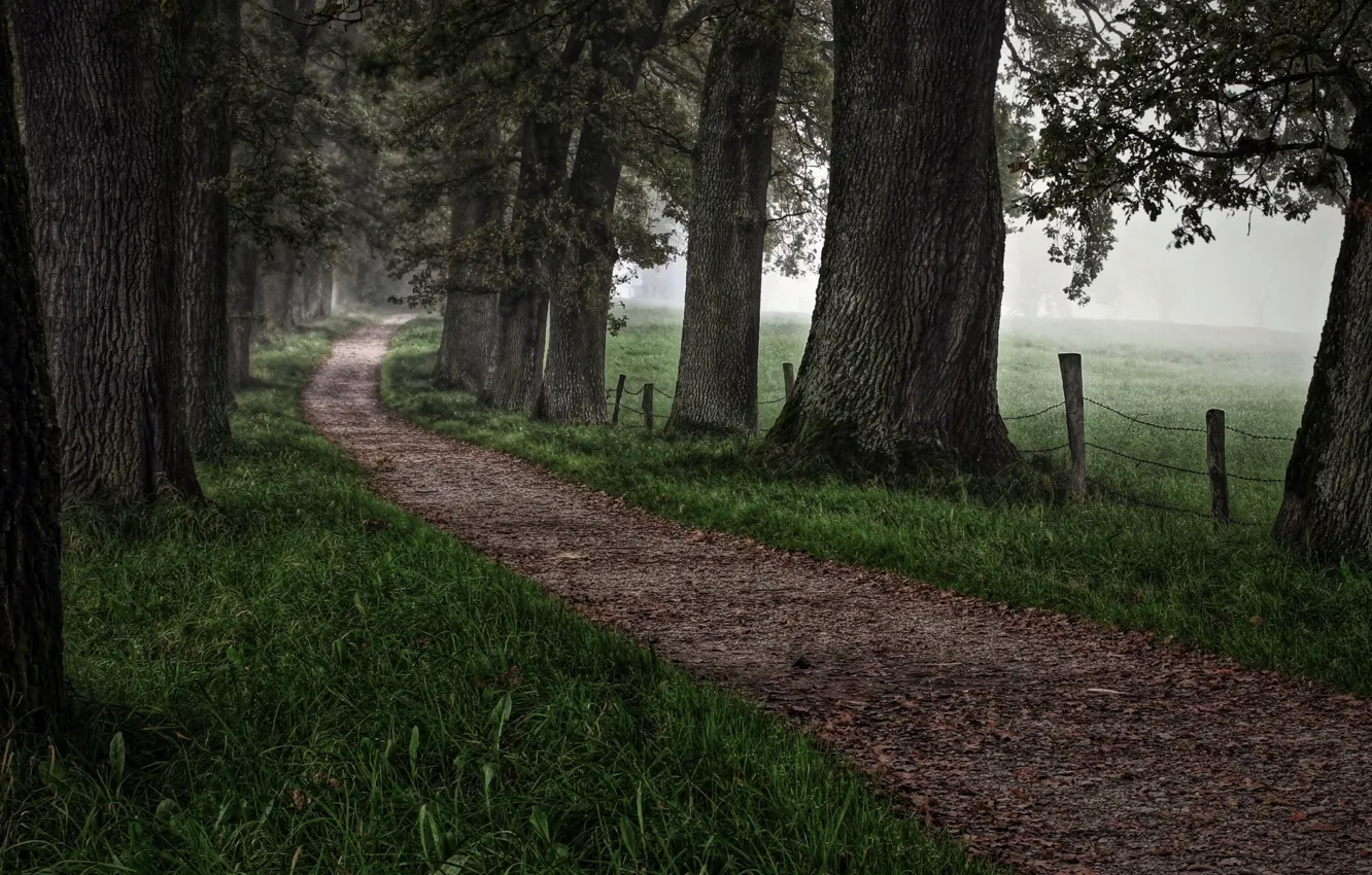 Photo wallpaper road, trees, landscape