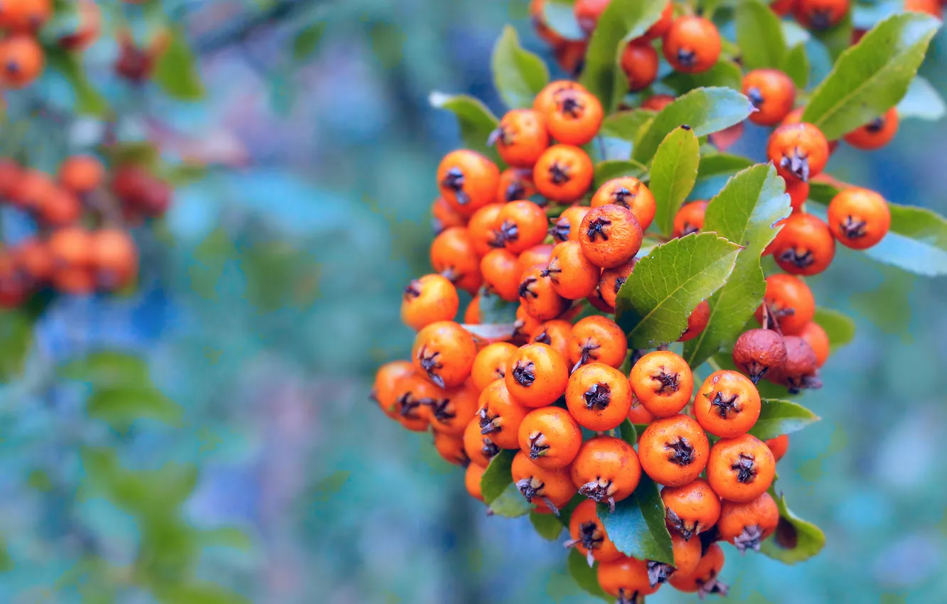 Photo wallpaper orange, fruits, twig