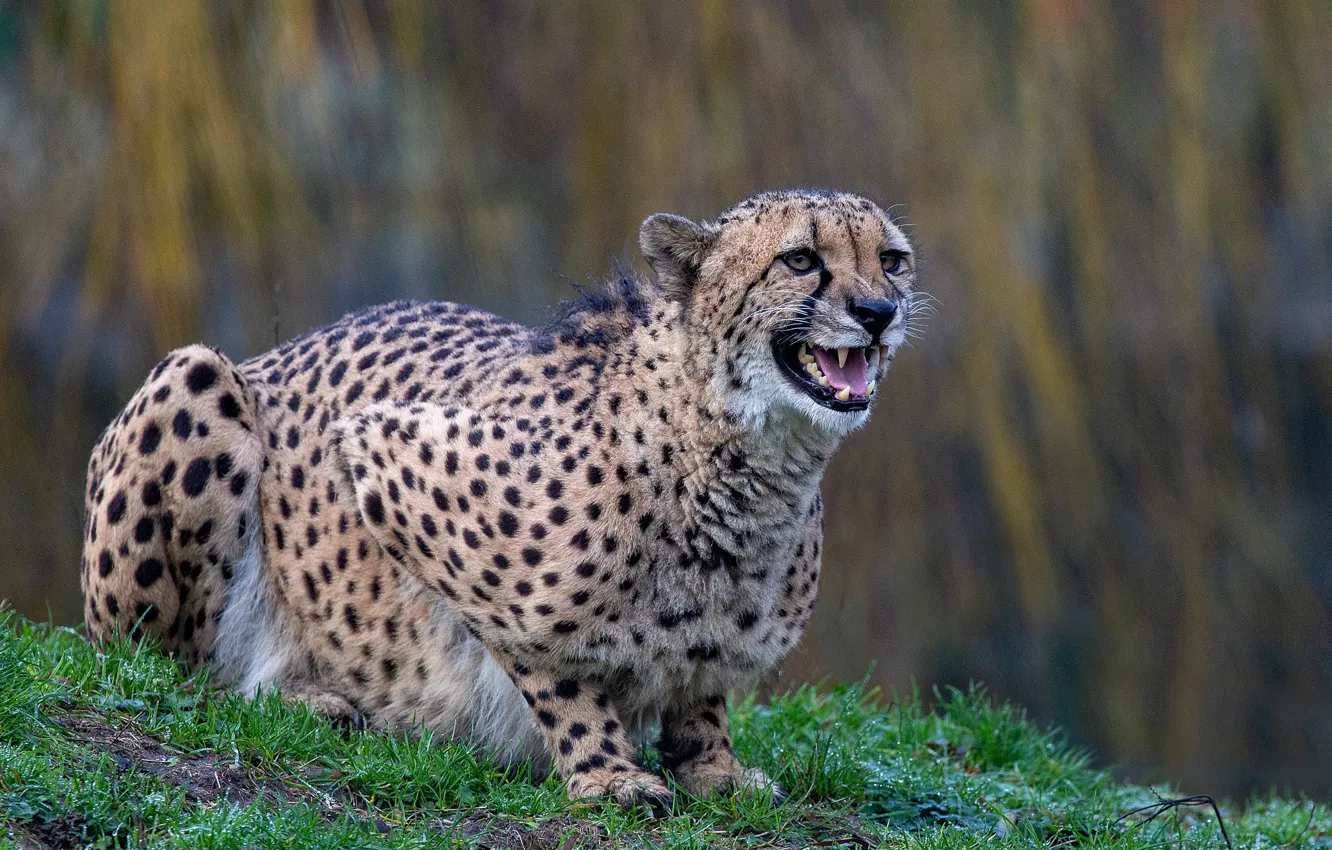 Photo wallpaper grass, pose, background, mouth, Cheetah, grin, bokeh
