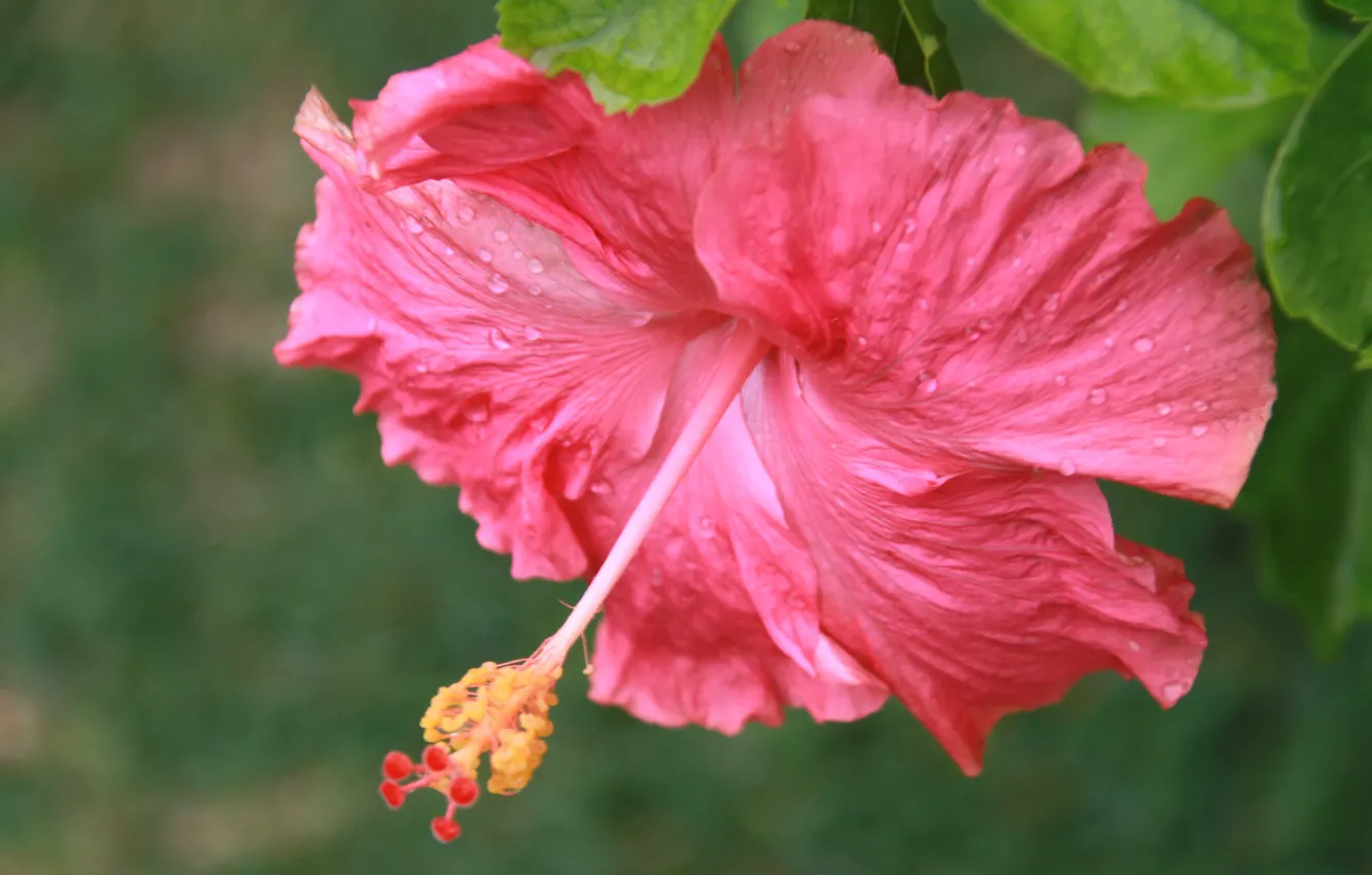 Photo wallpaper macro, red, petals, hibiscus