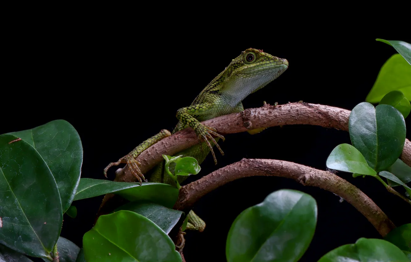 Photo wallpaper branches, lizard, black background