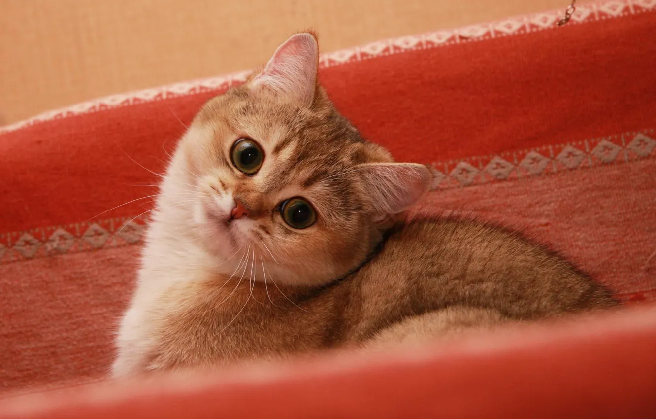 Photo wallpaper cat, cat, beautiful, tricky