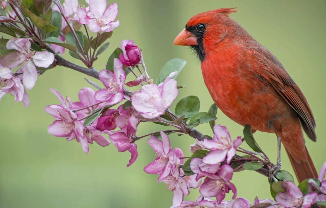 Photo wallpaper bird, branch, spring, Apple, flowering, flowers, cardinal, Red cardinal