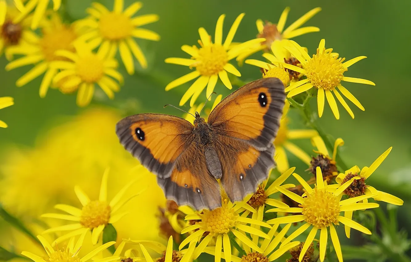 Photo wallpaper macro, flowers, butterfly, Krupnovata yellow-brown, Jacobea