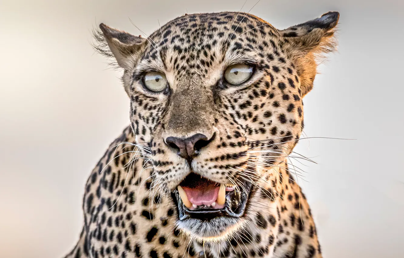 Photo wallpaper face, background, portrait, leopard, fangs, wild cat