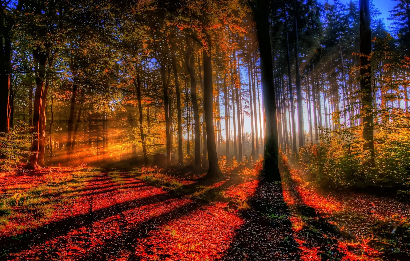 Photo wallpaper autumn, forest, light, trees, sunset