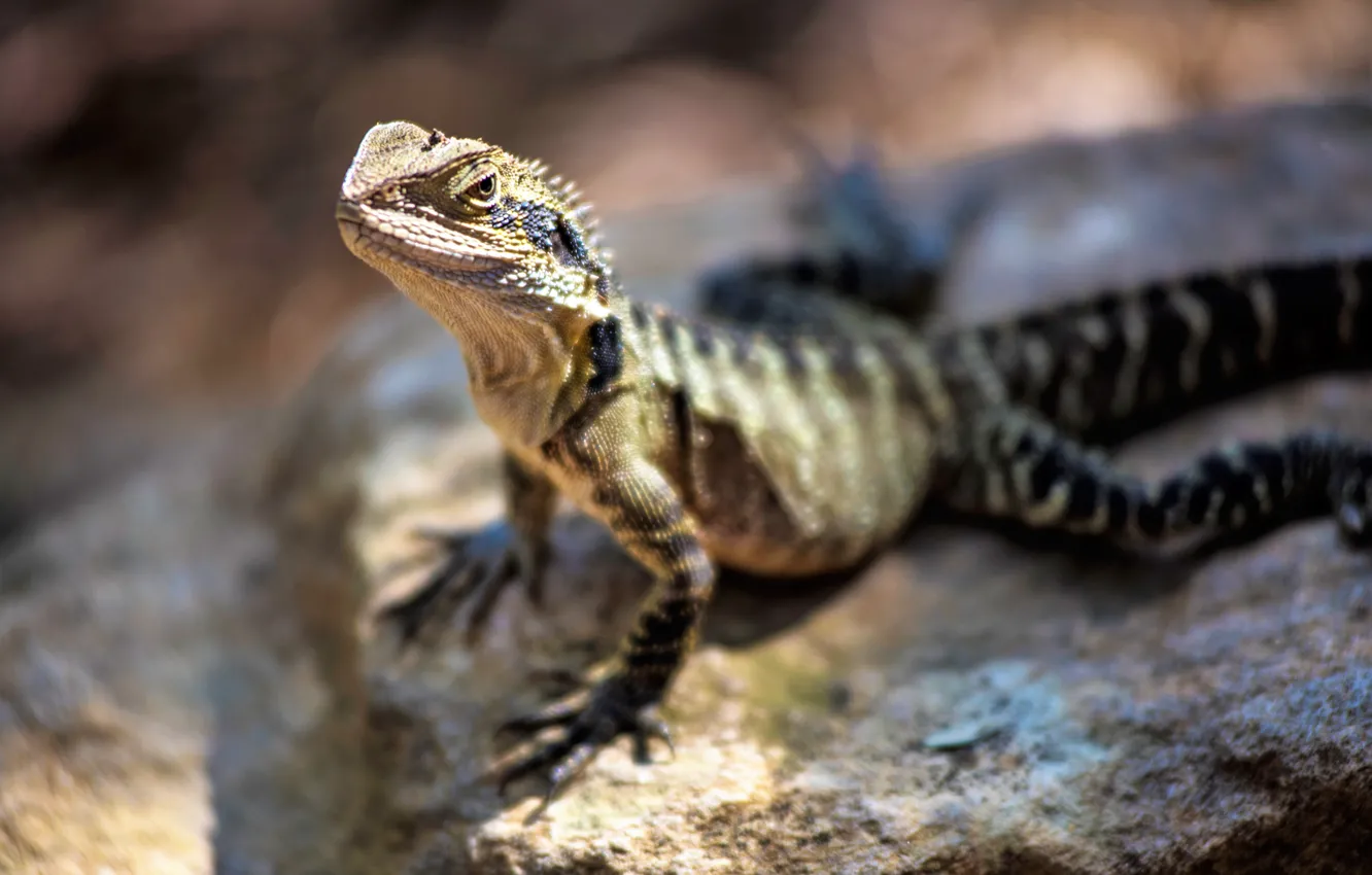 Photo wallpaper sun, lizard, reptil