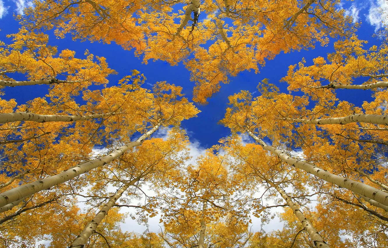 Photo wallpaper autumn, forest, the sky, trees, trunk, crown, aspen
