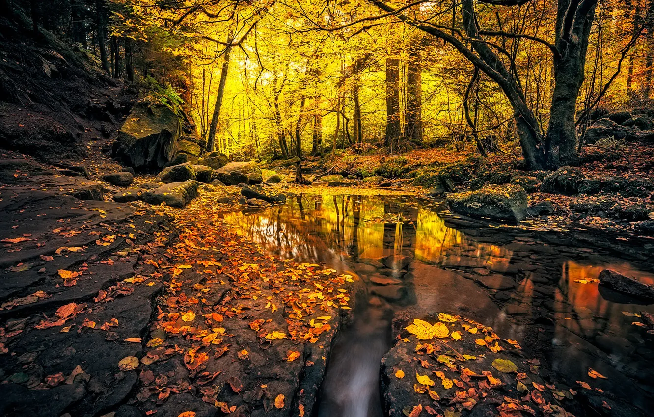 Photo wallpaper autumn, forest, leaves, trees, stream, stones, yellow