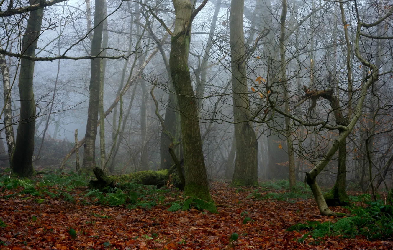 Photo wallpaper forest, leaves, trees, nature, fog