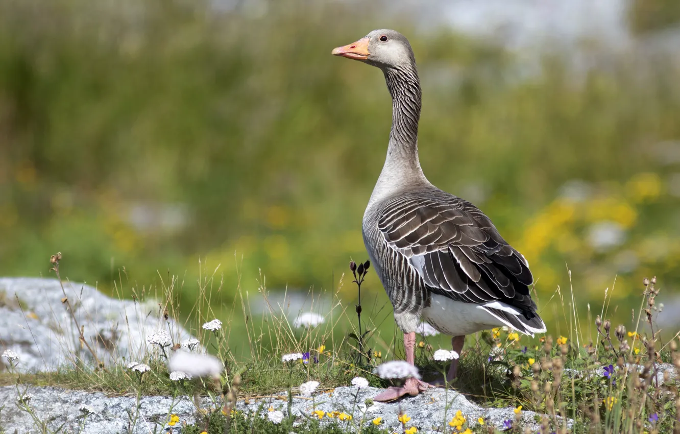 Photo wallpaper grass, nature, grey, bird, glade, geese