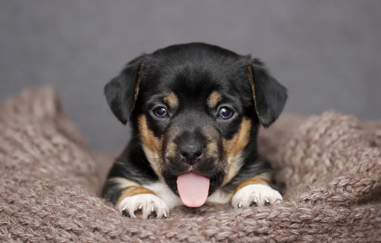 Photo wallpaper language, background, puppy, face