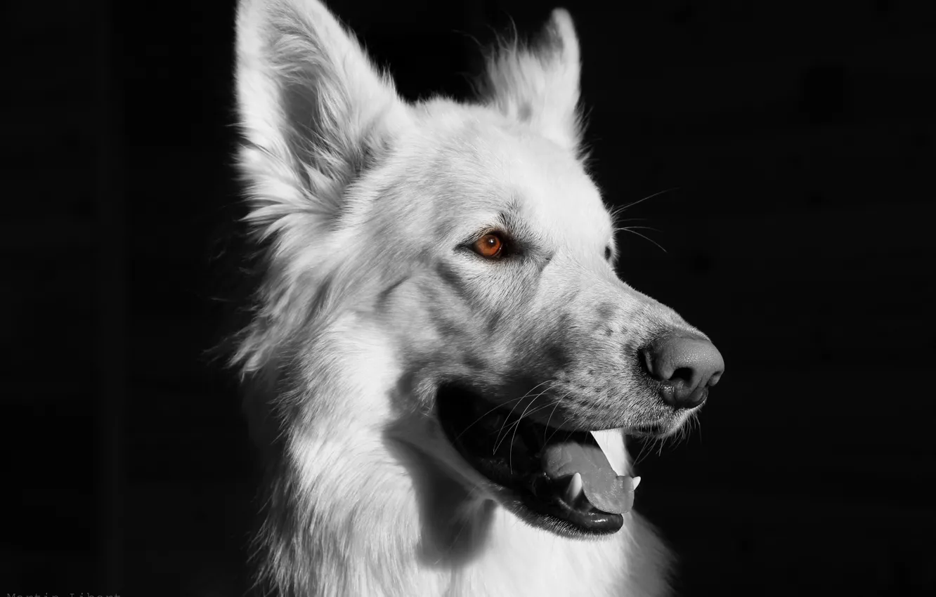 Photo wallpaper dog, black background, black and white, white dog, BSO., white shepherd