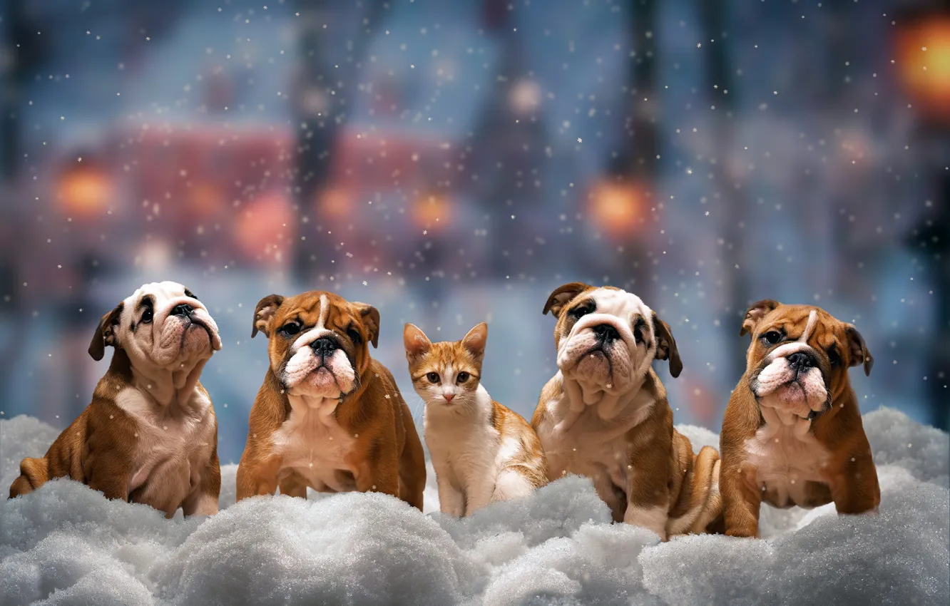 Photo wallpaper winter, cat, dogs, look, snow, trees, the city, lights