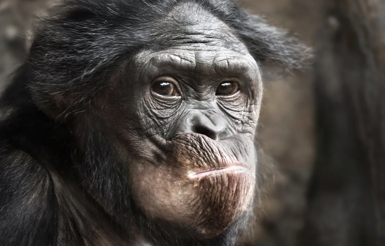 Photo wallpaper animal, ape, primat
