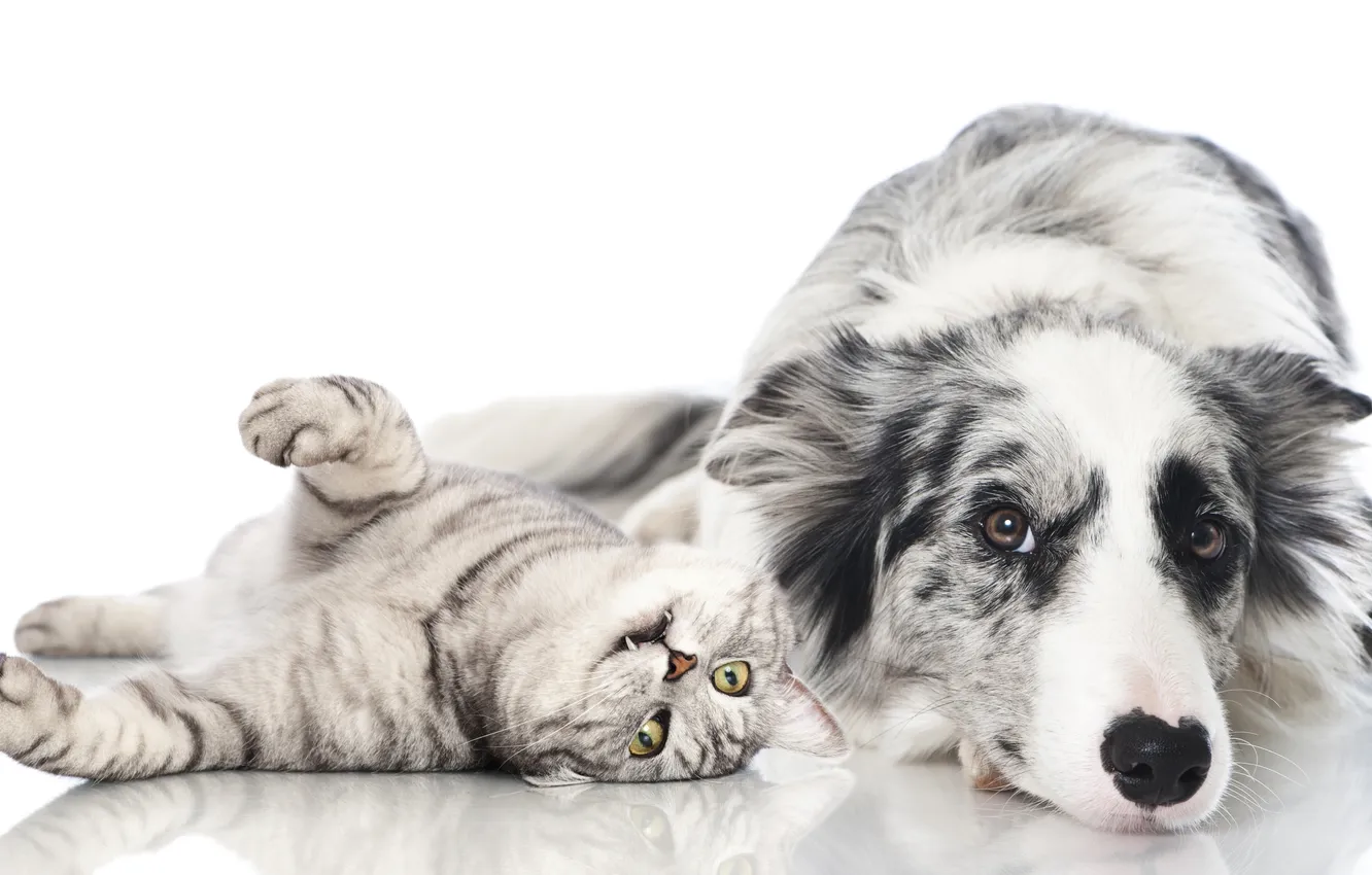 Wallpaper dog, animal, cats, Friendship, cat, dogs, Friendship, animals ...