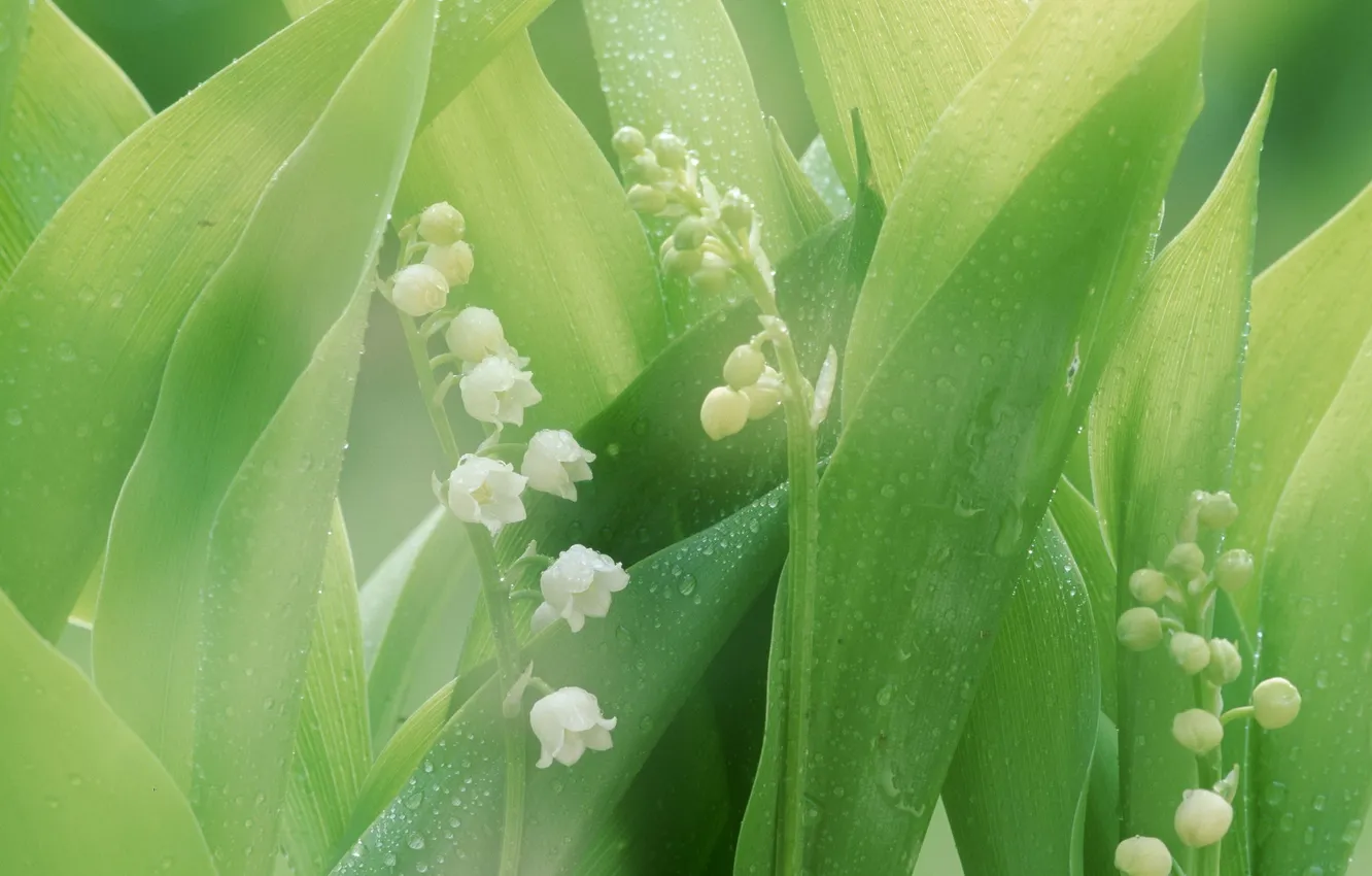 Photo wallpaper greens, leaves, drops, macro, lilies of the valley