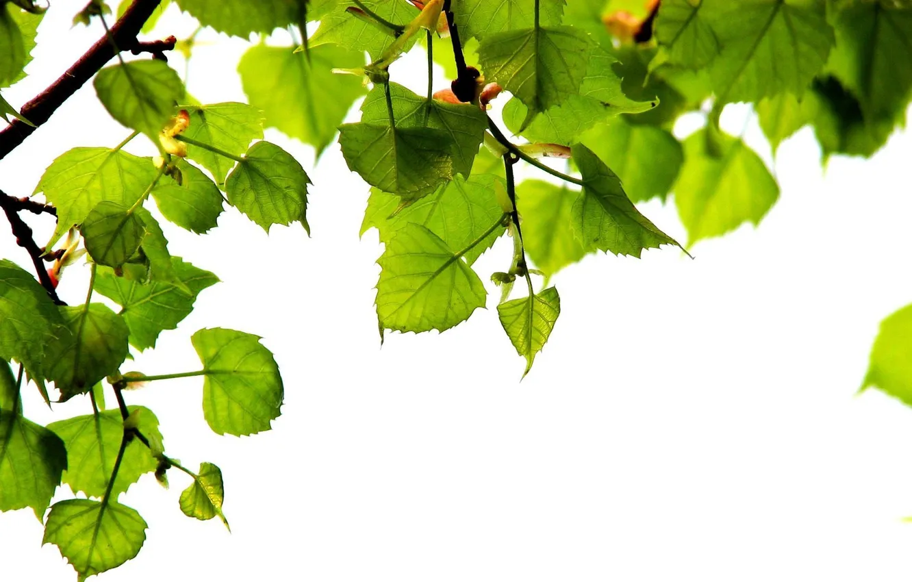 Photo wallpaper the sun, nature, green, foliage