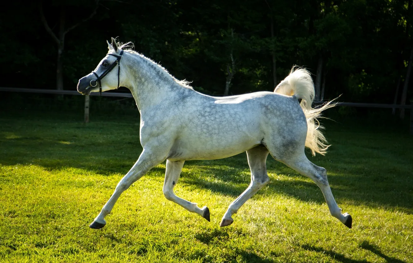 Photo wallpaper grey, horse, horse, running, lynx