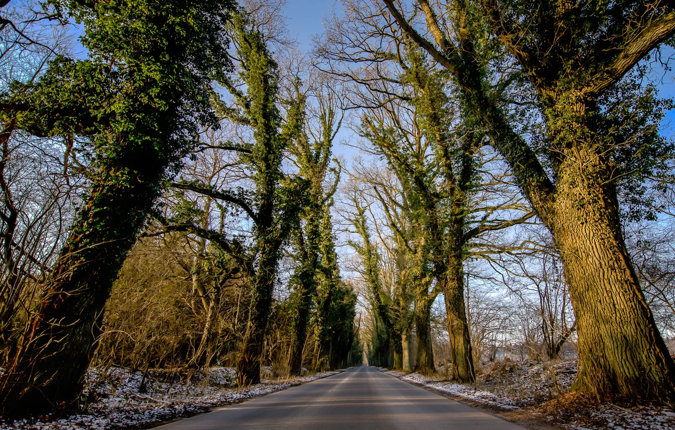 Photo wallpaper road, the sky, snow, trees, nature