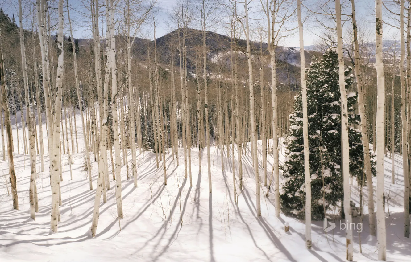 Photo wallpaper winter, forest, snow, trees, mountains, Utah, USA, grove