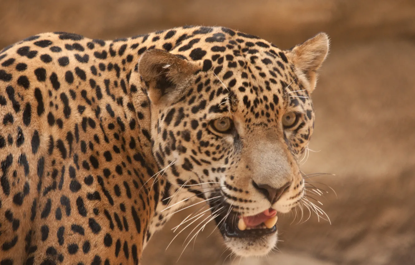 Photo wallpaper cat, look, face, Jaguar