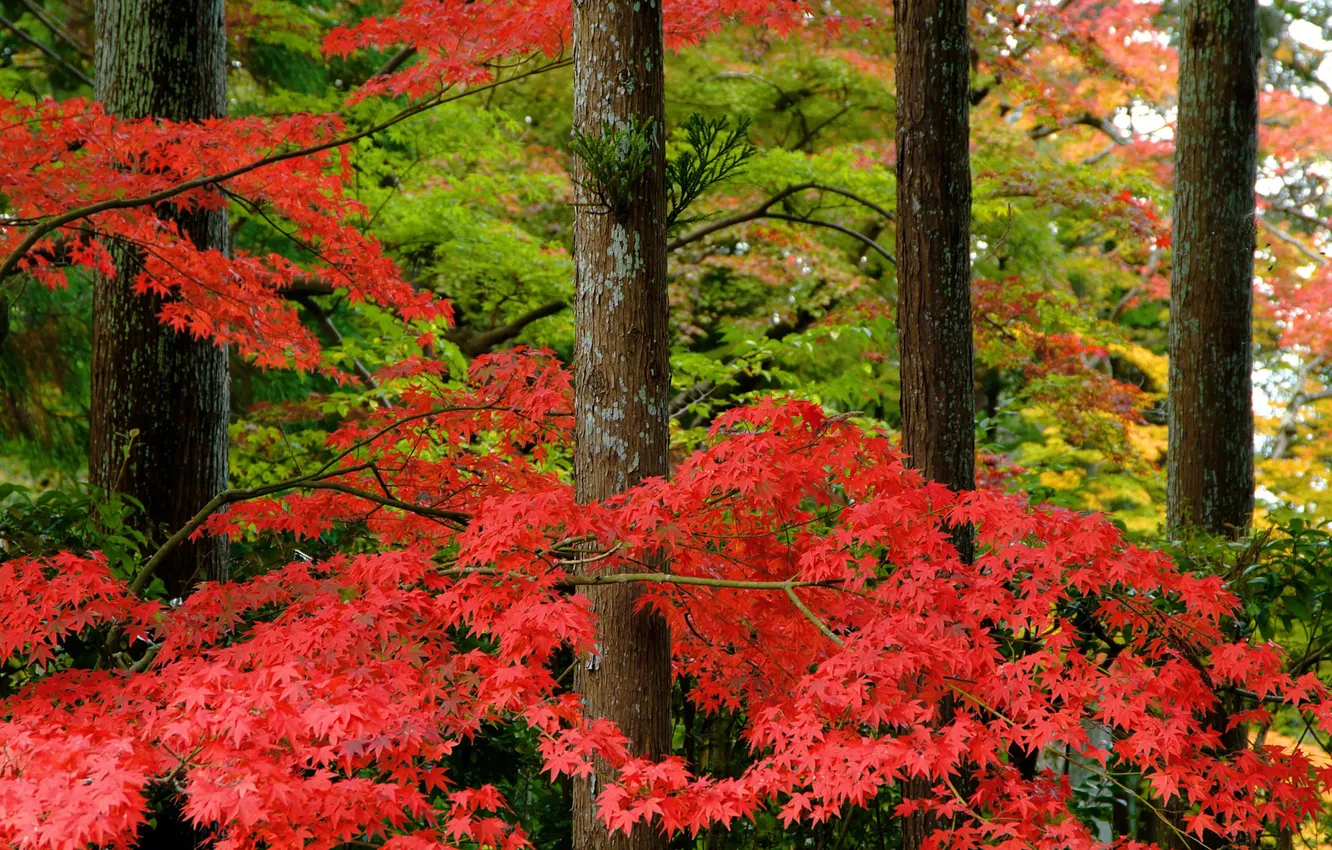 Photo wallpaper autumn, forest, nature, Park, Japan, maple