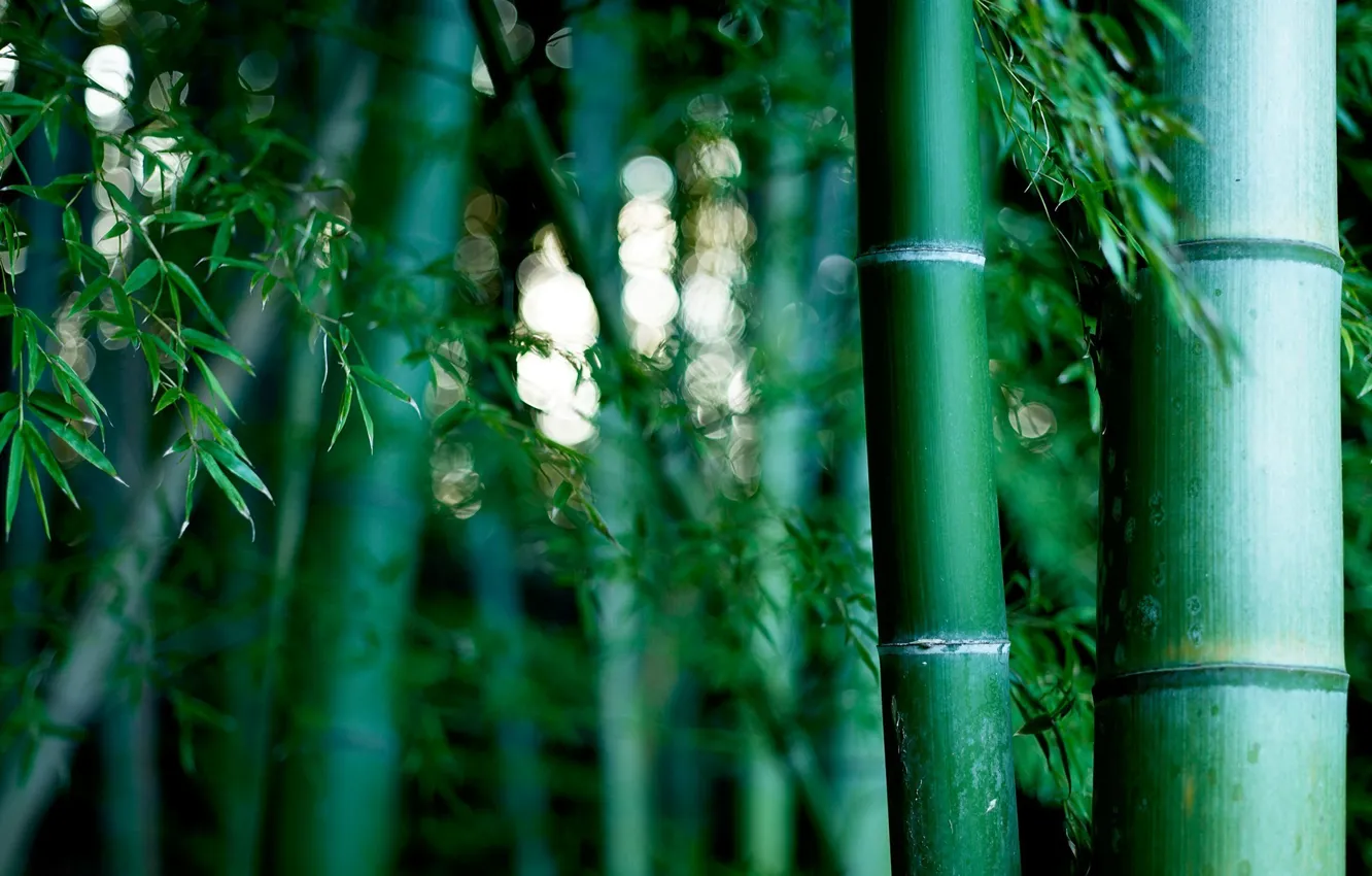 Photo wallpaper nature, bamboo grove
