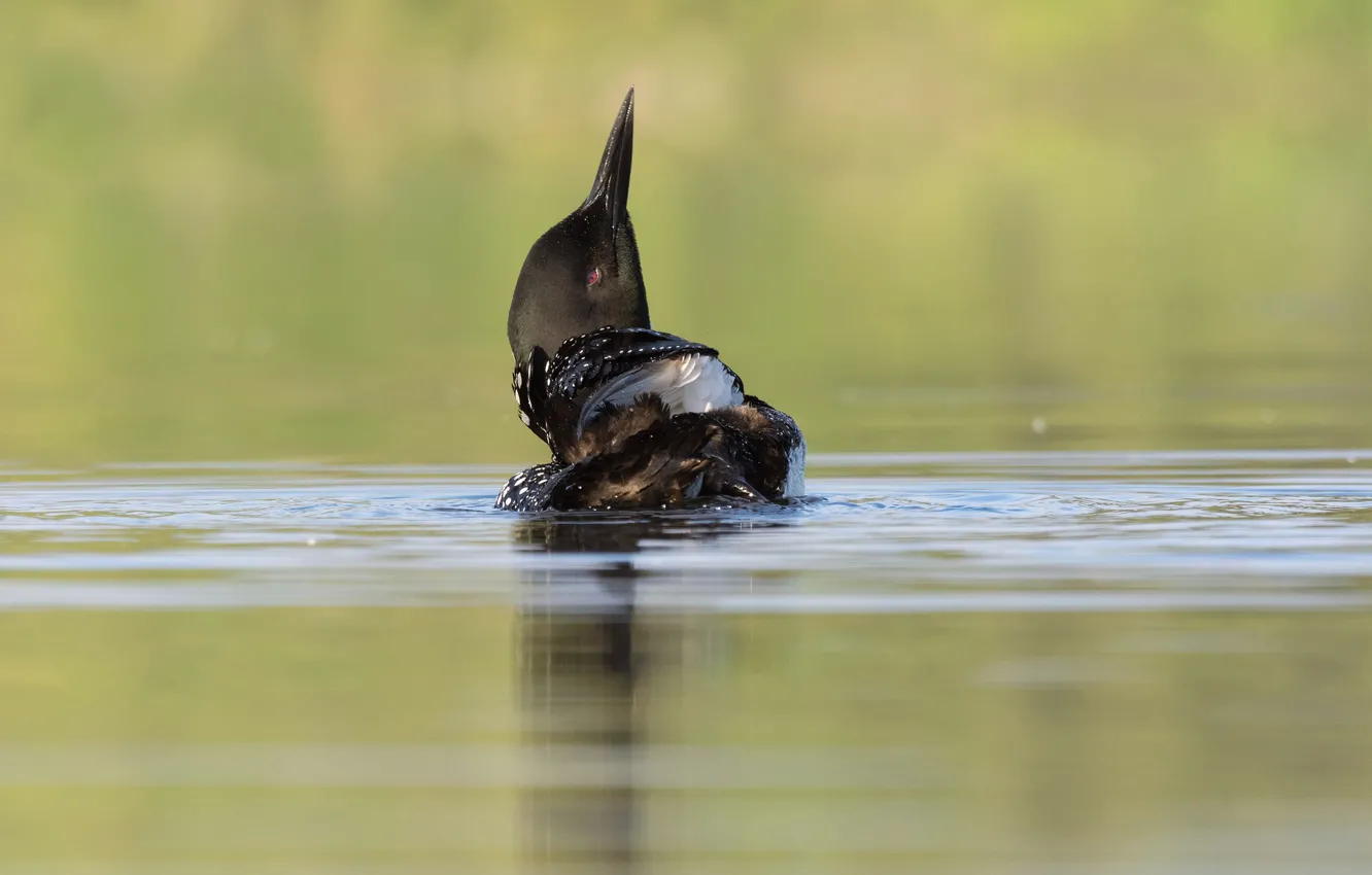 Photo wallpaper bird, beak, pond, Chernokova Loon