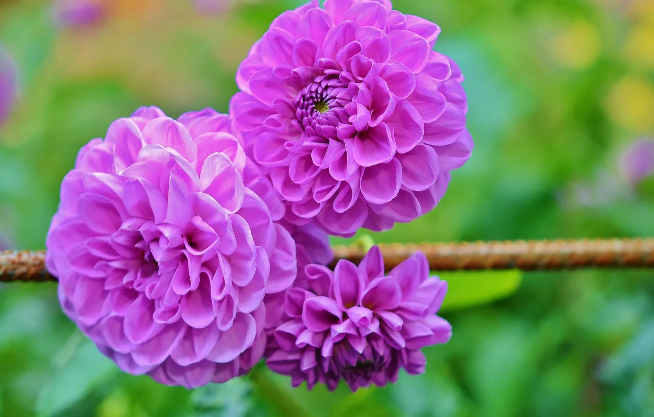 Photo wallpaper flowering, bokeh, dahlias