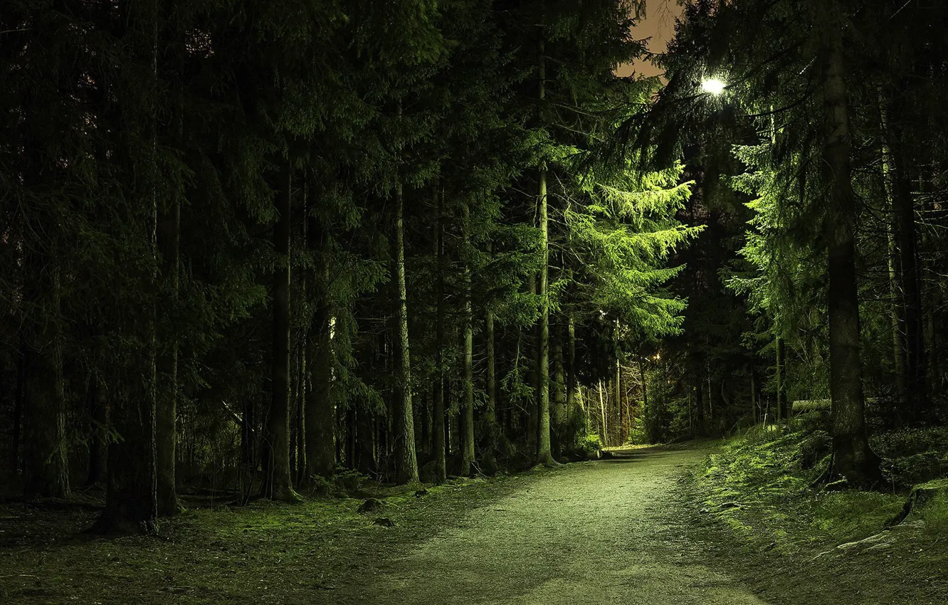 Photo wallpaper road, forest, the evening, dense