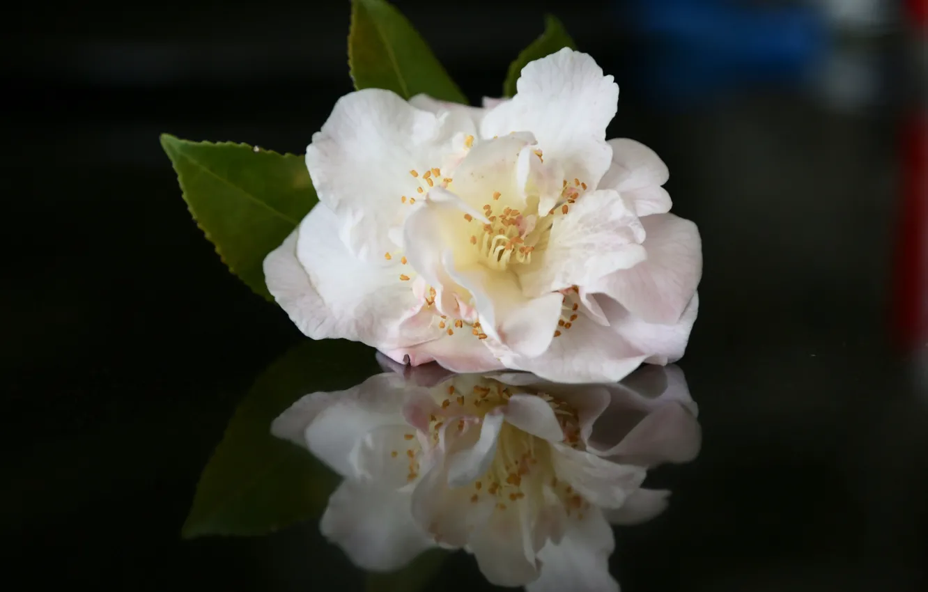 Photo wallpaper flower, background, petals, Camellia