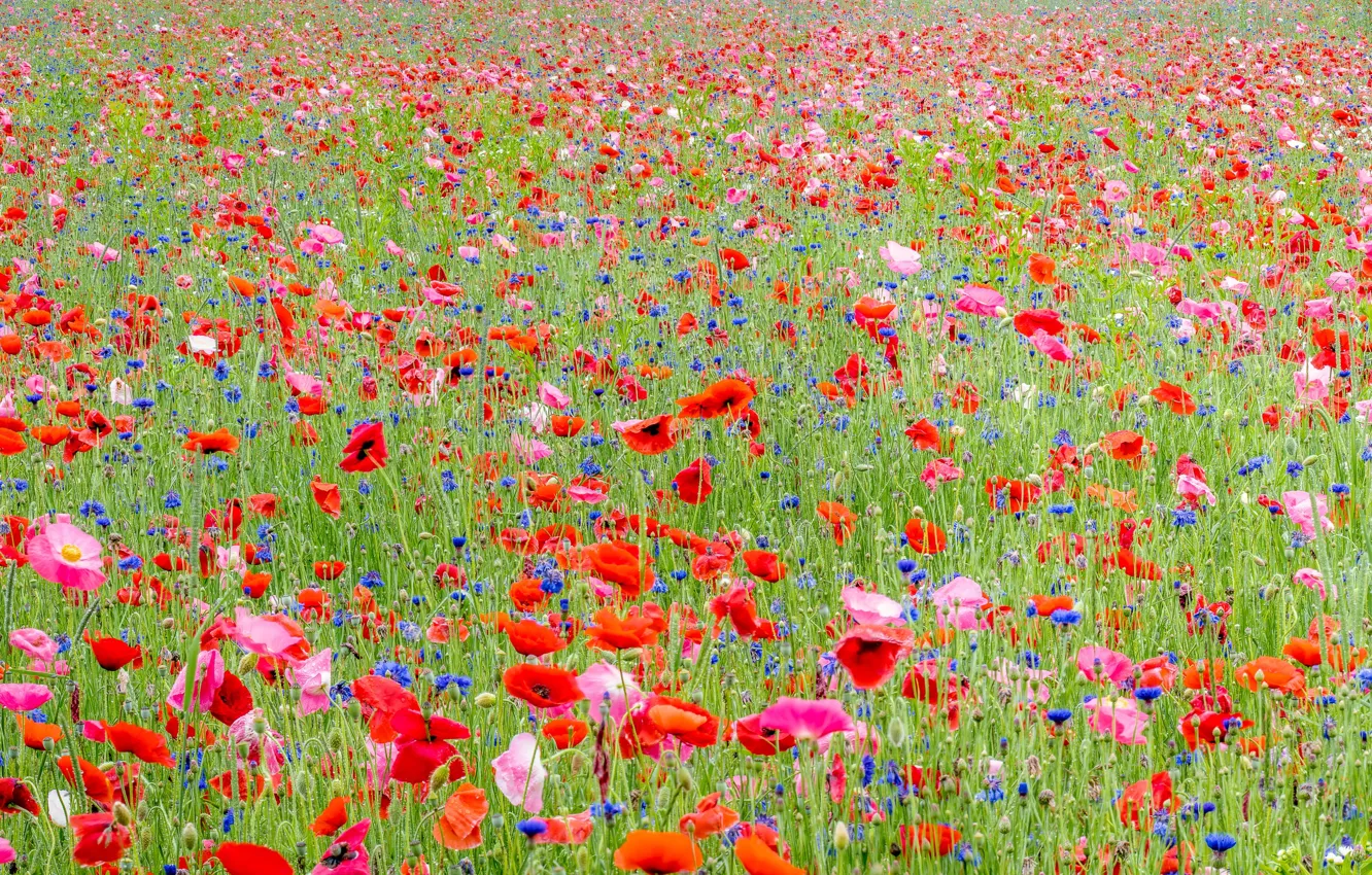 Photo wallpaper field, summer, flowers, Maki, cornflowers