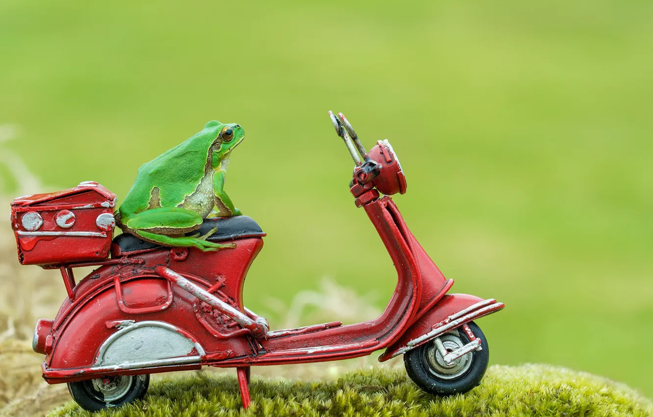 Photo wallpaper macro, background, frog, moped