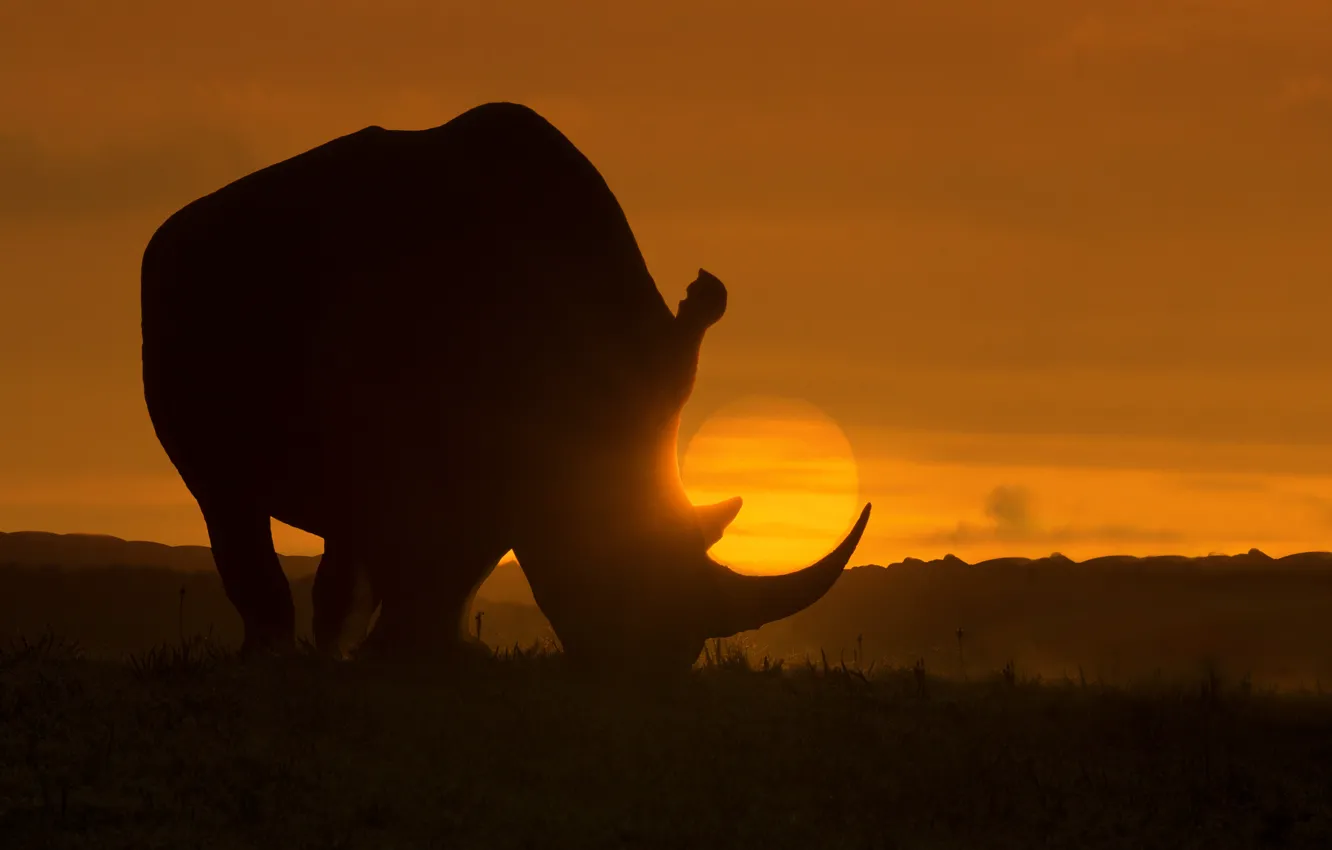 Photo wallpaper dawn, art, Africa, Rhino